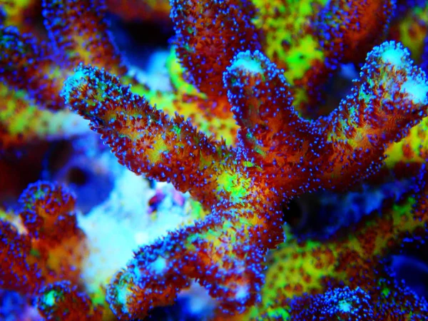 Pássaro Paraíso Sps Coral Seriatopora — Fotografia de Stock