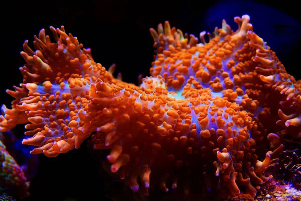 Красный Синий Коралловый Гриб Супермена Rhodactis — стоковое фото
