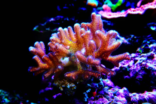 Paradiesvogel Sps Koralle Seriatopora — Stockfoto