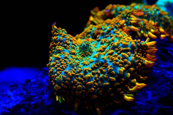 Red Blue Superman Mushroom Coral Rhodactis — Stock Photo, Image