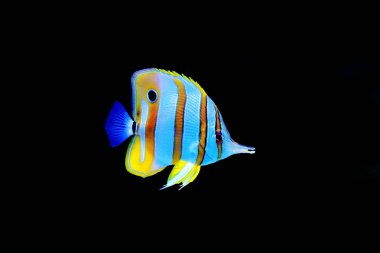 Chelmon copperband butterfly fish in reef aquarium clipart