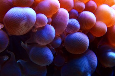 Pembe Bubble Lps mercan - Plerogyra Sinuosa