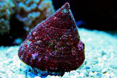 Trochus saltwater aquarium live snail clipart
