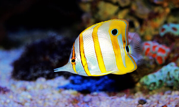 Chelmon copperband butterfly fish in reef aquarium