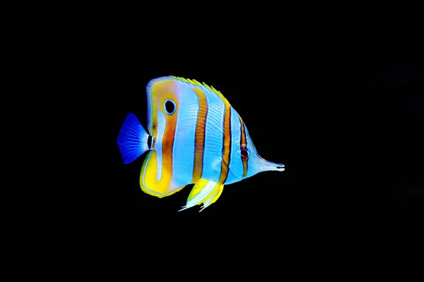 Chelmon Copperband Butterfly Fish Reef Aquarium — Stok Foto