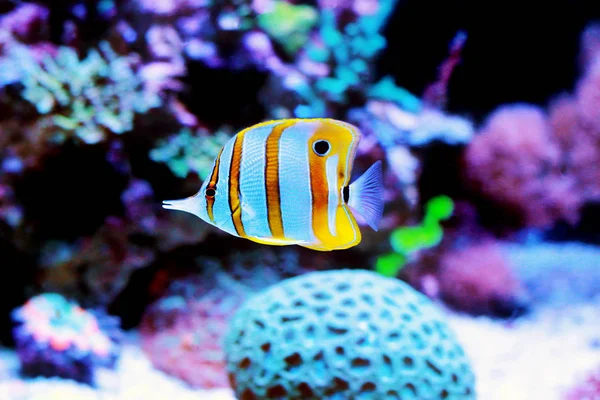 Resif Akvaryumda Chelmon Bakır Bant Kelebek Balık — Stok fotoğraf