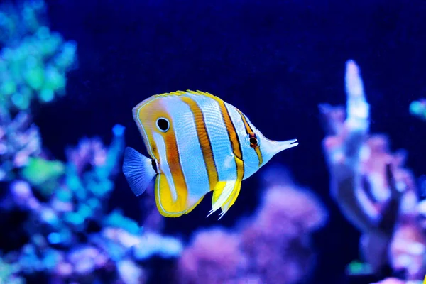 Chelmon Copperband Butterfly Fish Reef Aquarium — Stock Photo, Image