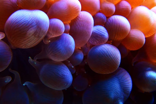 Corallo Pink Bubble Lps Plerogyra Sinuosa — Foto Stock