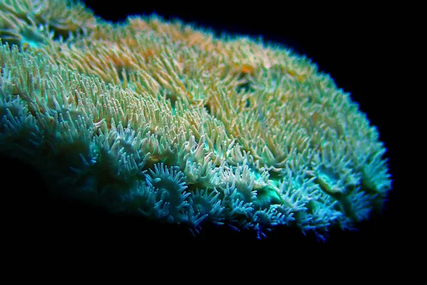 Turbinaria Pagode Korallen Riff Aquarium Tank — Stockfoto