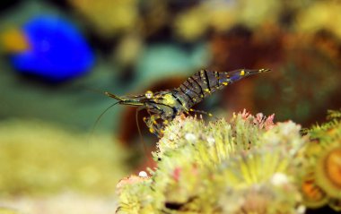 Akdeniz cam karides - Palaemon zerafet