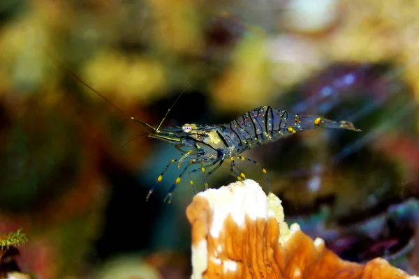 Crevettes Méditerranéennes Verre Palaemon Élégance — Photo
