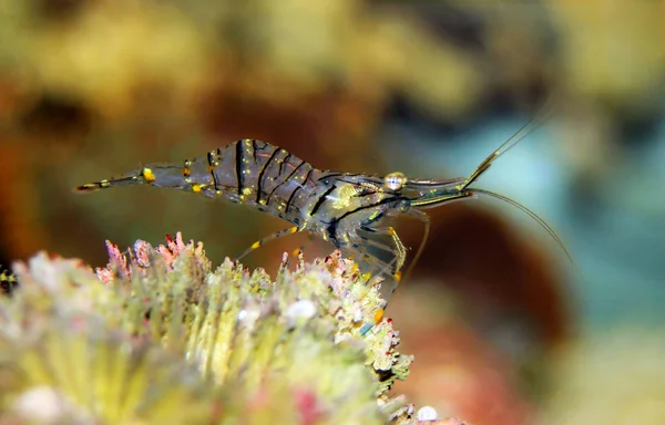 Crevettes Méditerranéennes Verre Palaemon Élégance — Photo