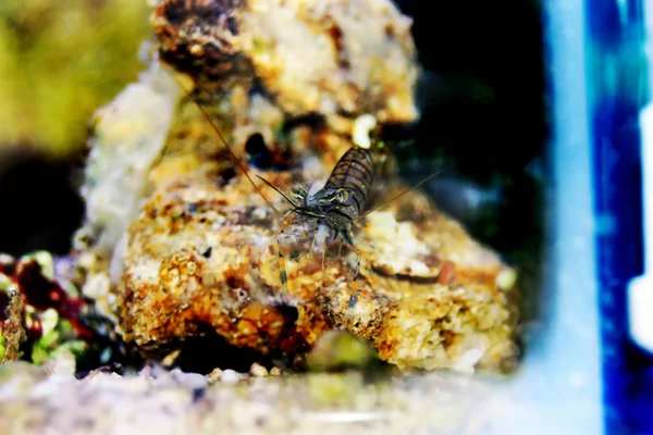 Crevettes Méditerranéennes Verre Palaemon Élégance — Photo