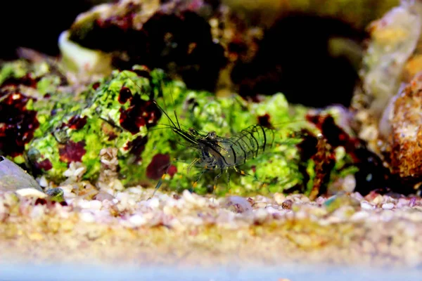 Středomořská Skleněná Garnáta Palaemon — Stock fotografie