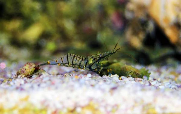 Mediterranean Glass Shrimp Palaemon Elegance — Stock Photo, Image