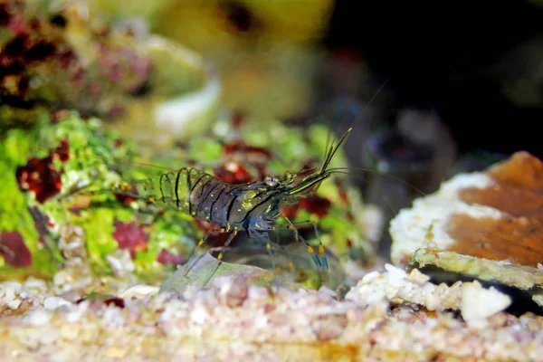 Mediterranean Glass Shrimp Palaemon Elegance — Stock Photo, Image