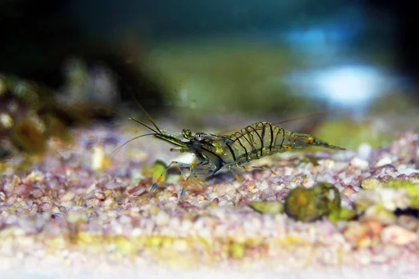 Středomořská Skleněná Garnáta Palaemon — Stock fotografie