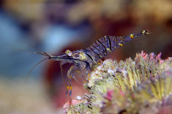 Μεσογειακές Γαρίδες Γυαλιού Κομψότητα Παλαμον — Φωτογραφία Αρχείου