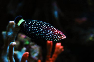 Beyaz benekli balık - Melanurus Anampses