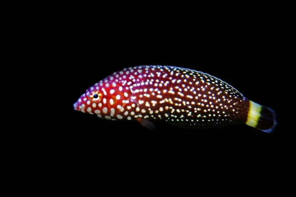 Біла Плямиста Риба Меланор Анамперс — стокове фото