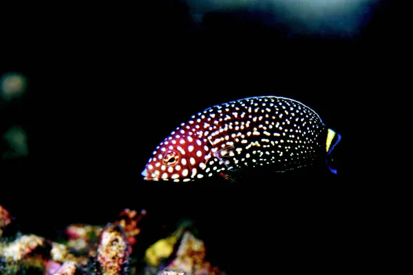 White Spotted Wrasse Fish Melanurus Anampses — 스톡 사진