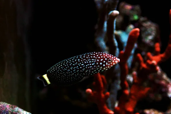白斑ラッセ魚 Melanurus Anamps — ストック写真