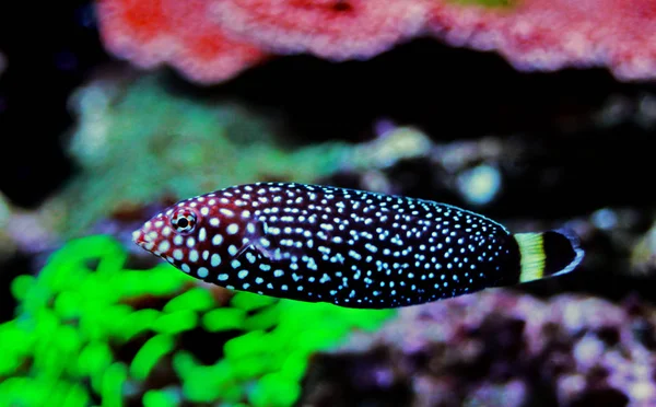 Peixes Espécie Melanurus Anampses — Fotografia de Stock