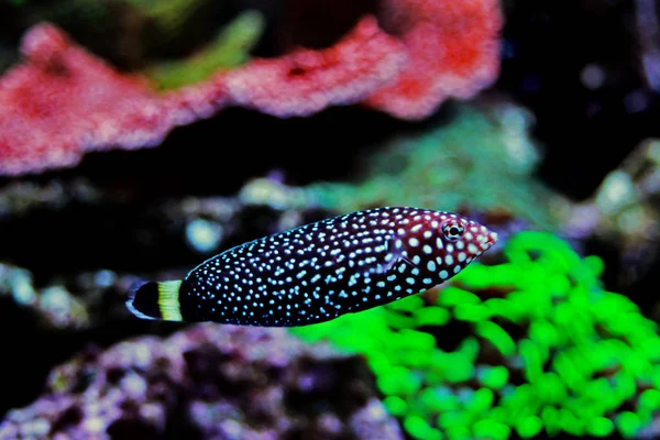 Peixes Espécie Melanurus Anampses — Fotografia de Stock