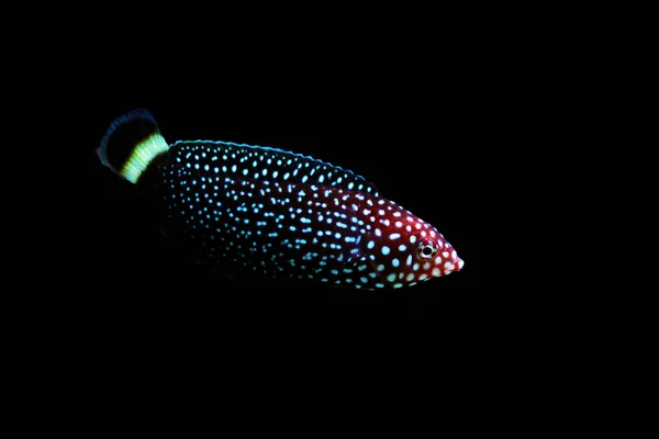 Poisson Wrasse Tachetée Blanche Melanurus Anampses — Photo