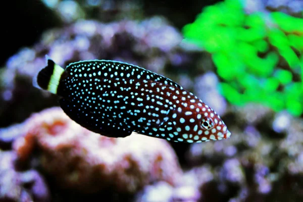 Peixes Espécie Melanurus Anampses — Fotografia de Stock