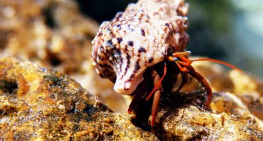 Small Mediterranean Hermit crab - Clibanarius erythropus clipart