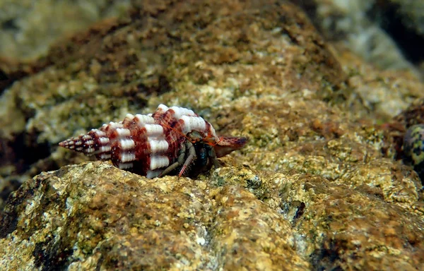 Kepiting Pertapa Mediterania Kecil Clibanarius Erythropus — Stok Foto