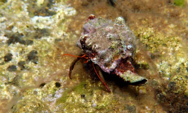 Małe Śródziemnomorskie Pustelnik Clibanarius Erythropus — Zdjęcie stockowe