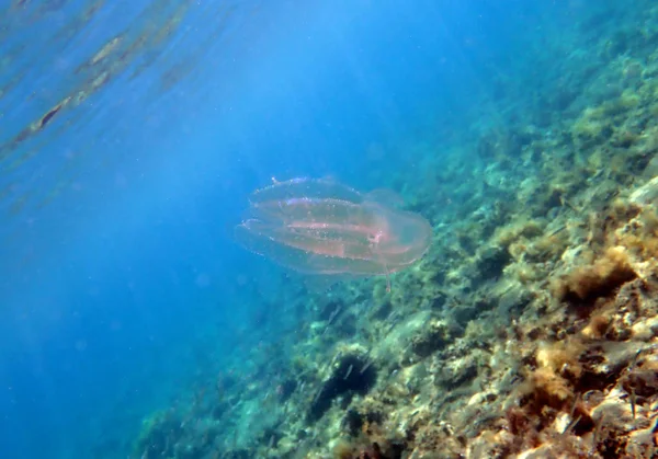 Jellyfish Orzech Morski Mnemiopsis — Zdjęcie stockowe