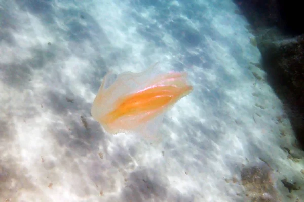 Medusas Peine Nuez Mar Mnemiopsis Leidyi — Foto de Stock