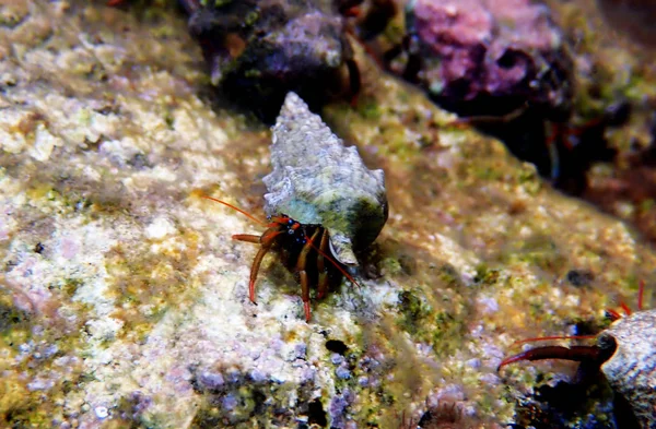 Small Mediterranean Hermit Crab Clibanarius Erythropus — Stock Photo, Image