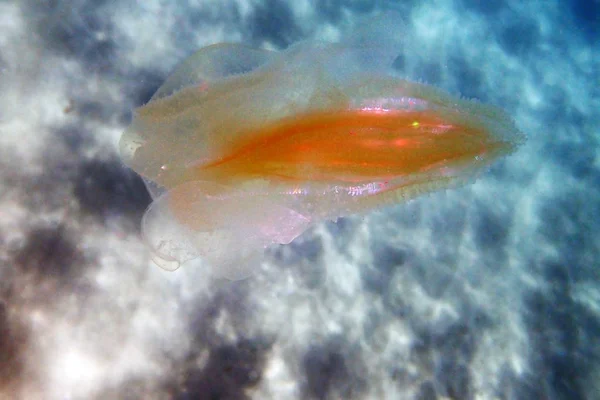 Deniz Ceviz Tarak Denizanası Mnemiopsis Leidyi — Stok fotoğraf