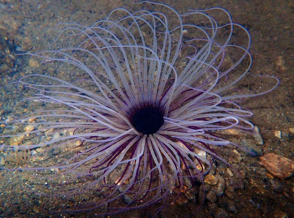 Tubo Anêmona Cerianthus Membranaceus — Fotografia de Stock