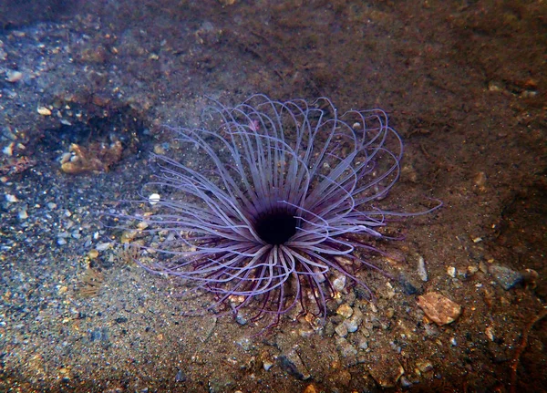 Anémona Tubo Cerianthus Membranaceus — Foto de Stock