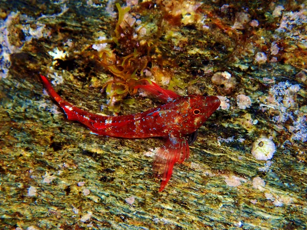 Red Black Triplefin Blenny Fish Tripterygion Tripteronotum — Stock Photo, Image