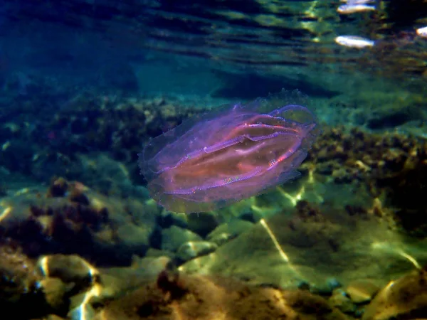 Meduse Pettine Noce Mare Mnemiopsis Leidyi — Foto Stock