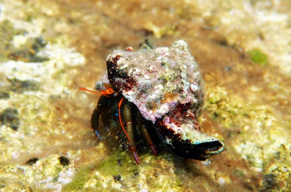 小さな地中海の隠者 Clibanarius Erythropus — ストック写真