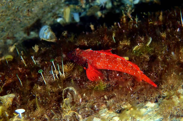 Triplefin Rojo Negro Blenny Fish Tripterygion Tripteronotum — Foto de Stock