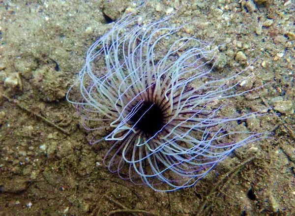 Anémona Tubo Cerianthus Membranaceus — Foto de Stock