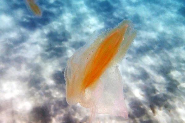 Havs Valnöt Kammaneter Mnemiopsis Leidyi — Stockfoto