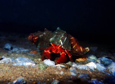 Anemone ile kırmızı münzevi yengeç (Dardanus arrosor)