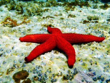Akdeniz Kızıldeniz Yıldızı - Ekiner sepositus 