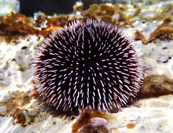 Erizo Mar Morado Mediterráneo Sphaerechinus Granularis — Foto de Stock