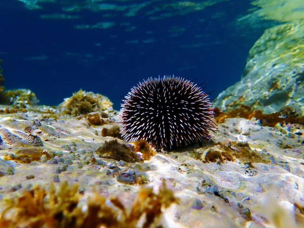 Erizo Mar Morado Mediterráneo Sphaerechinus Granularis — Foto de Stock