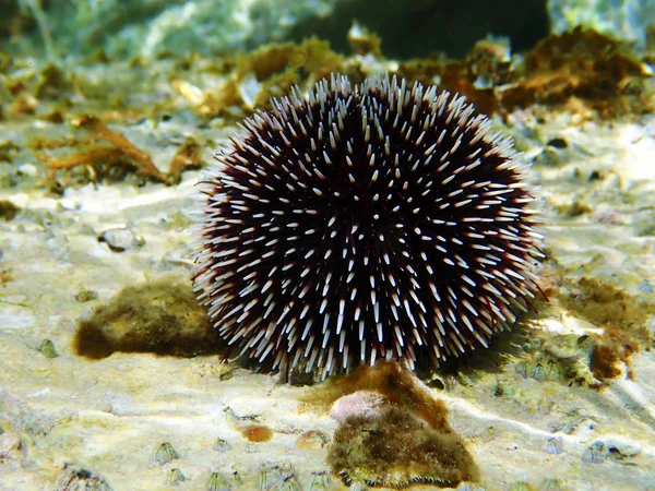 Mediterranean Purple Sea Urchin Sphaerechinus Granularis — Stock Photo, Image